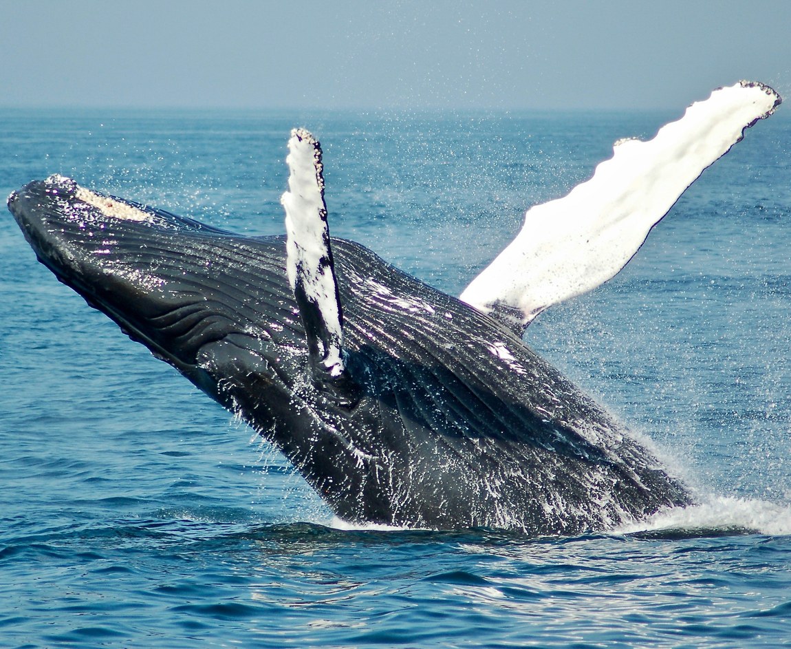 Una ballena jorobada saltando fuera del agua con las aletas abiertas, sobre el mar azul